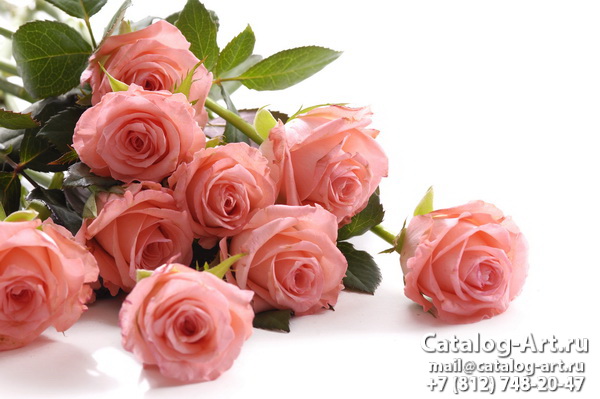 Pink roses 10